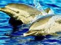 Pantropical Spotted Dolphin