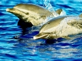 Pantropical Spotted Dolphin