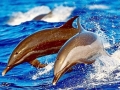 Pantropical Spotted Dolphin