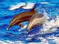 Pantropical Spotted Dolphin