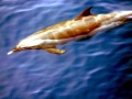 Pantropical Spotted Dolphin