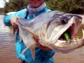 Payara
