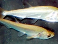 Payara
