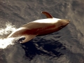 Peale's Dolphin