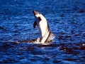 Peale's Dolphin