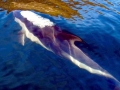 Peale's Dolphin