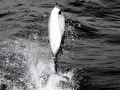 Peale's Dolphin