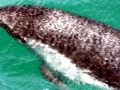 Peale's Dolphin