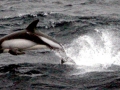 Peale's Dolphin