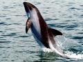 Peale's Dolphin