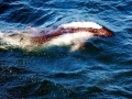 Peale's Dolphin
