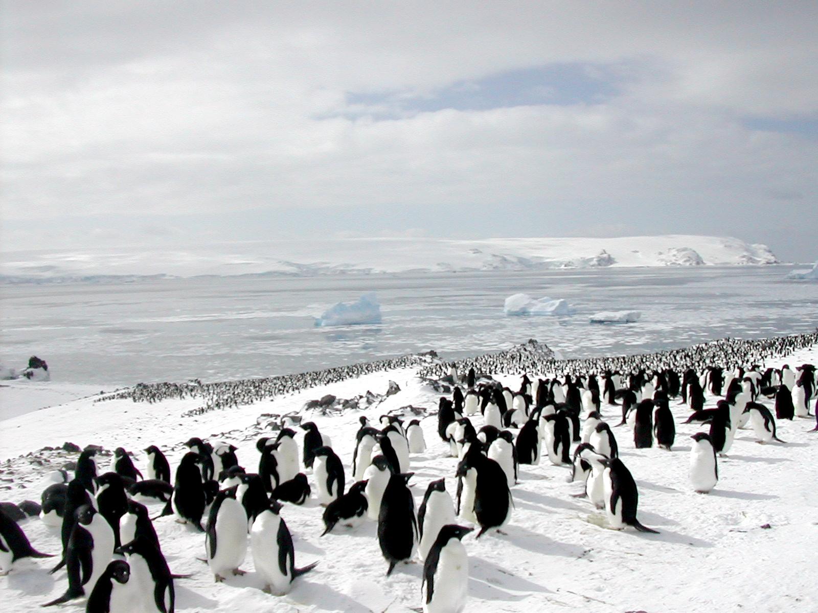 Пингвины живут на южном. Пингвины в Антарктиде. Колония пингвинов в Антарктиде. Пингвины живут в Антарктиде. Пингвины в Арктике.