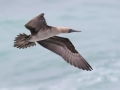 Peruvian Booby
