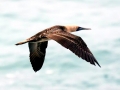 Peruvian Booby