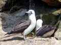 Peruvian Booby