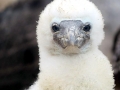 Peruvian Booby