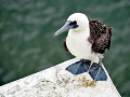 Peruvian Booby