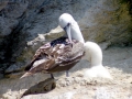 Peruvian Booby