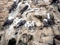 Peruvian Booby