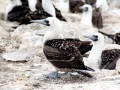 Peruvian Booby