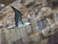 Peruvian Booby