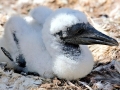 Peruvian Booby