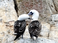 Peruvian Booby