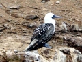 Peruvian Booby