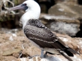 Peruvian Booby