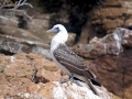 Peruvian Booby