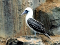 Peruvian Booby