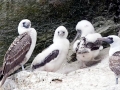 Peruvian Booby