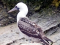 Peruvian Booby
