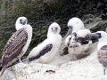 Peruvian Booby