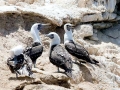 Peruvian Booby