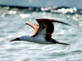 Peruvian Booby