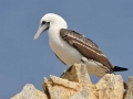 Peruvian Booby