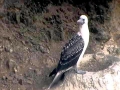 Peruvian Booby