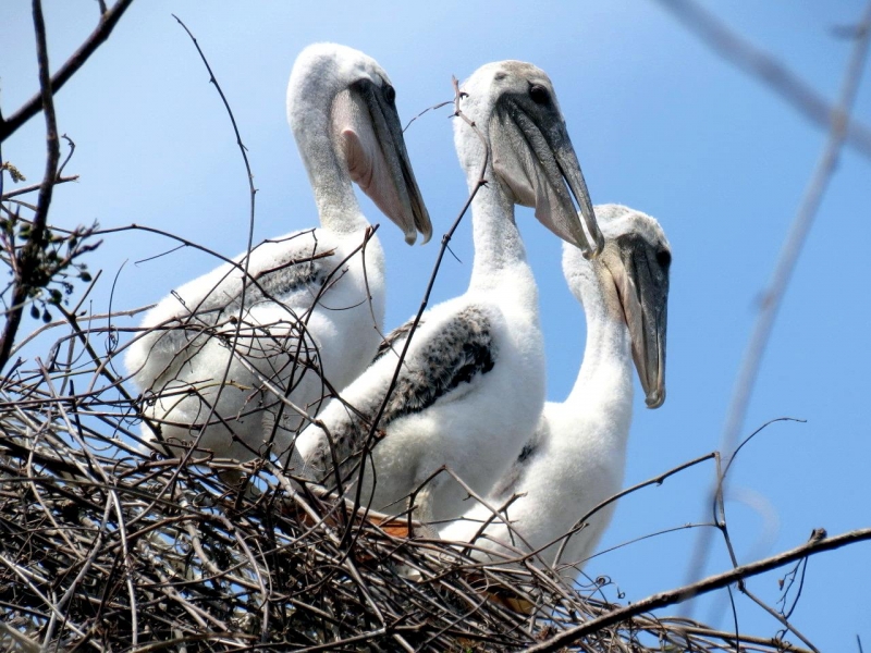 Peruvian Pelican