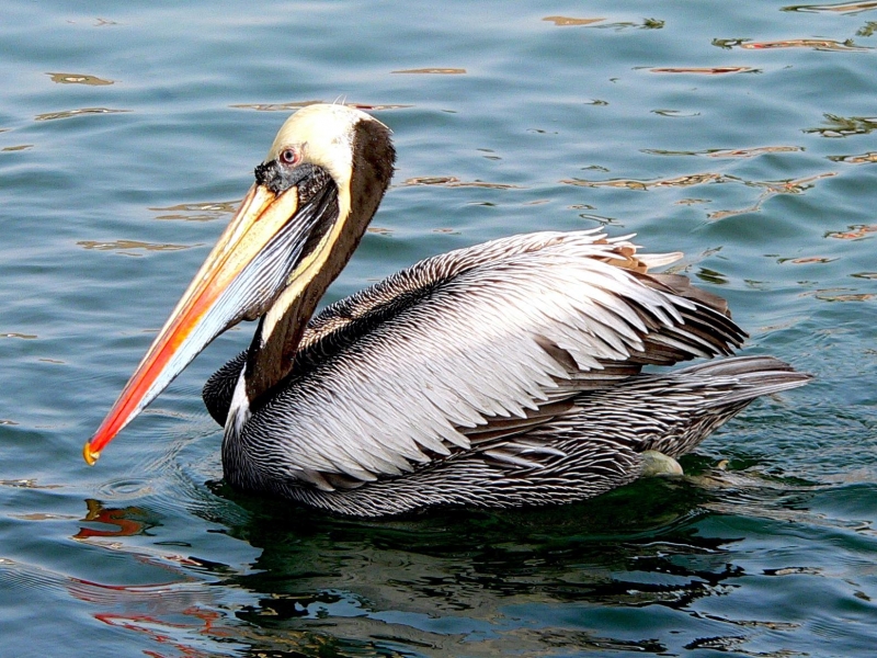 Peruvian Pelican "OCEAN TREASURES" Memorial Library