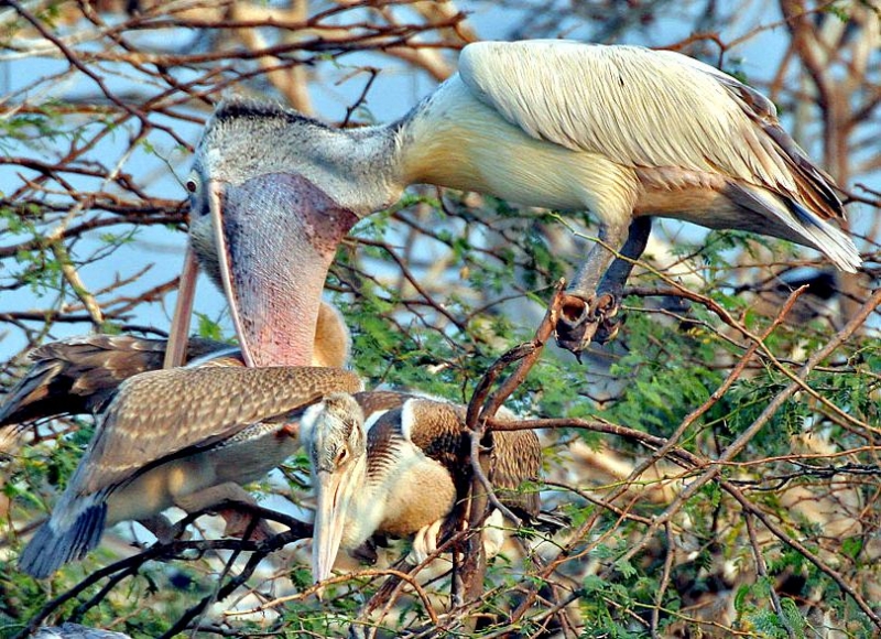 Peruvian Pelican