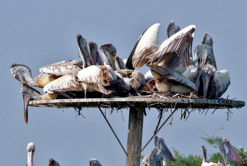 Peruvian Pelican