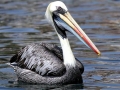 Peruvian Pelican