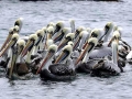Peruvian Pelican