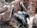 Peruvian Pelican