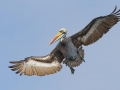 Peruvian Pelican