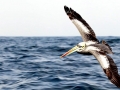 Peruvian Pelican