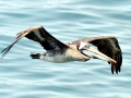 Peruvian Pelican
