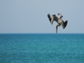 Peruvian Pelican