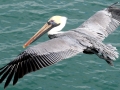 Peruvian Pelican